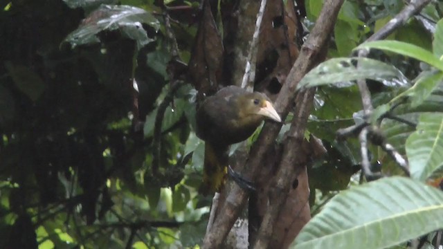 Russet-backed Oropendola - ML223213721