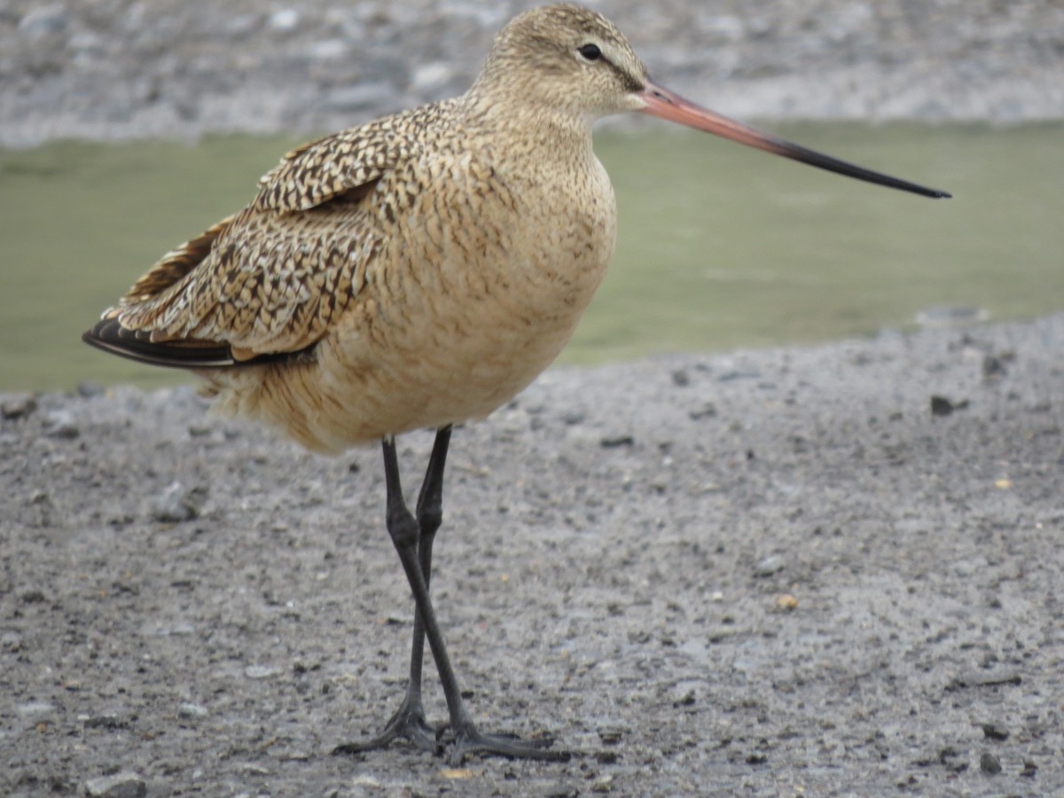 Marbled Godwit - ML223213921