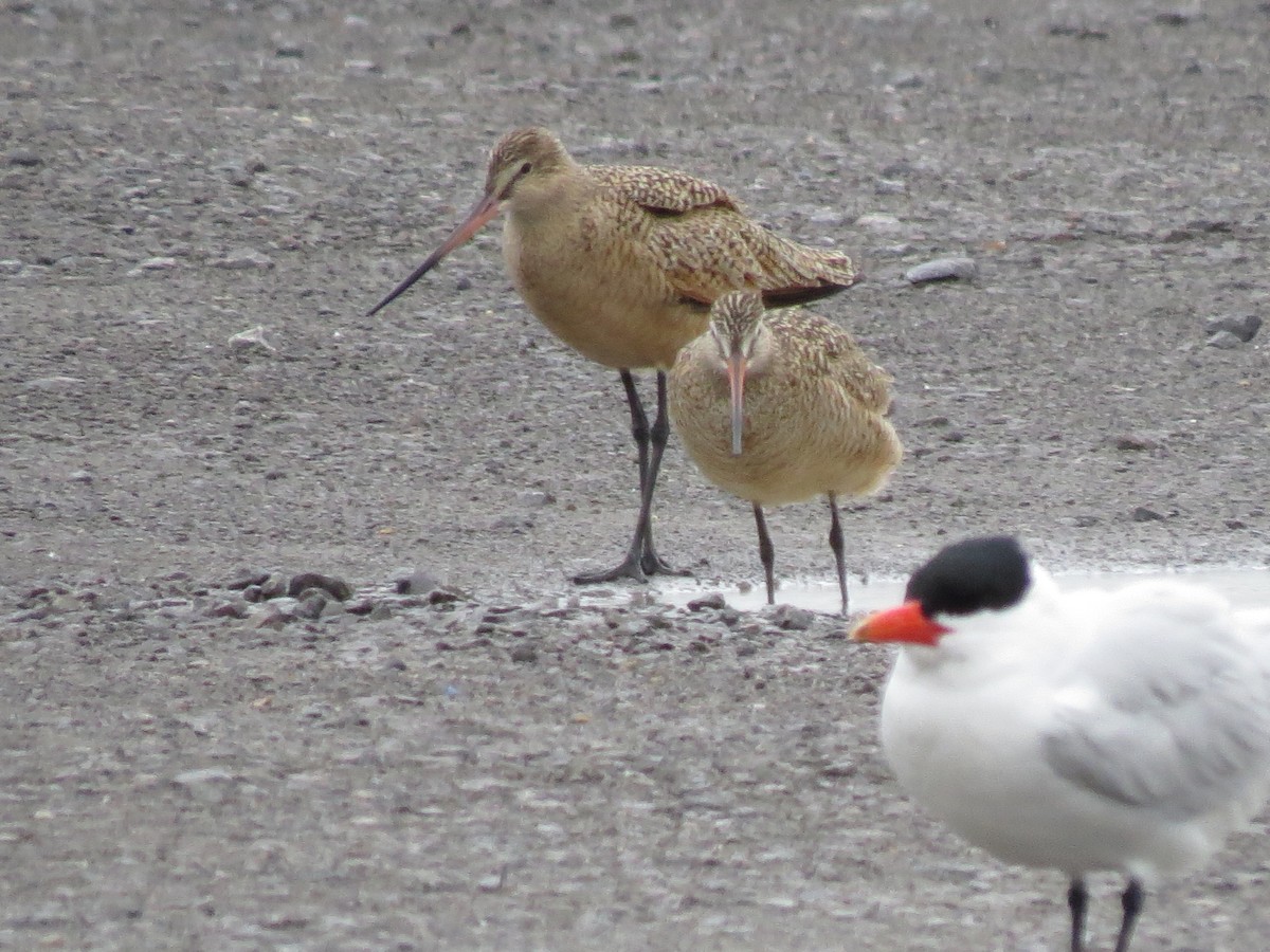 Marbled Godwit - ML223214091