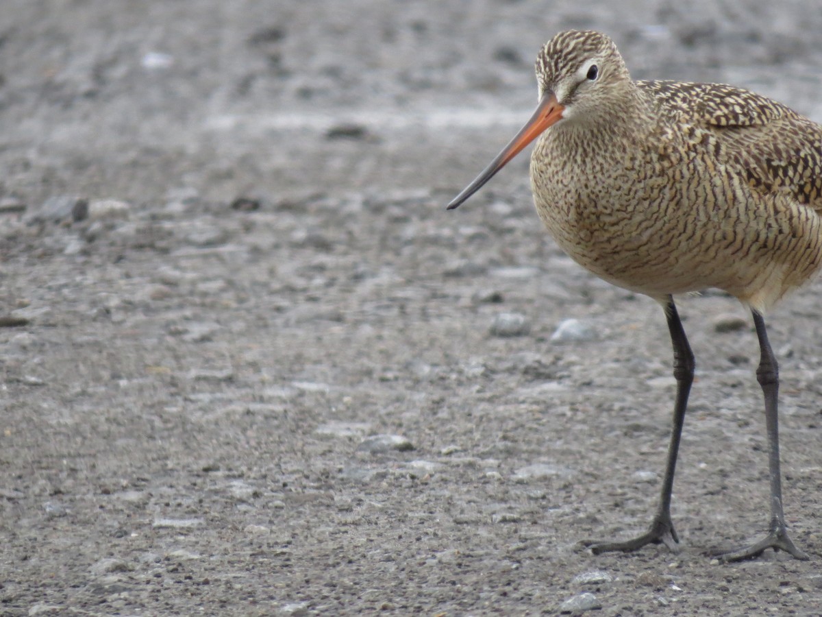 Marbled Godwit - ML223214211