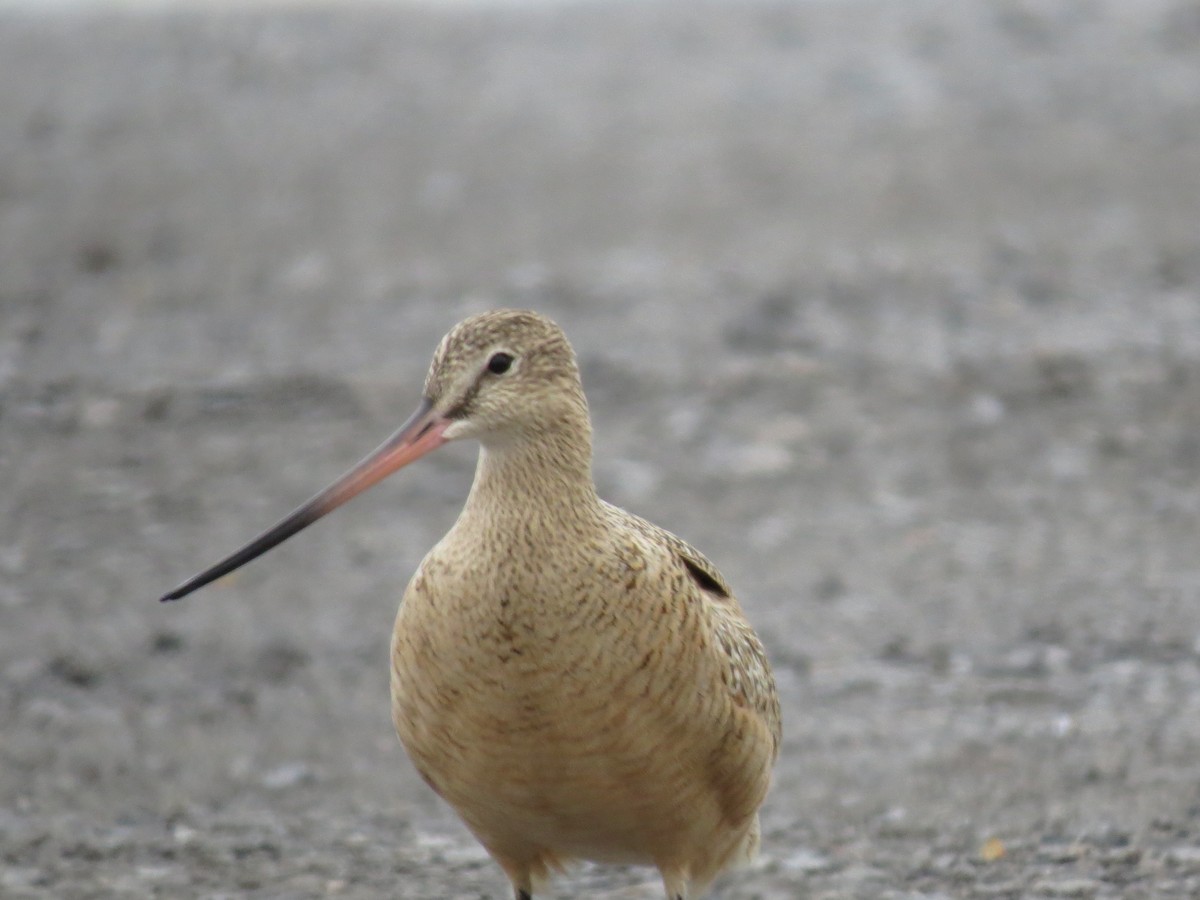 Marbled Godwit - ML223214291