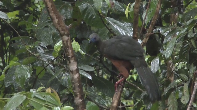 Sickle-winged Guan - ML223214331