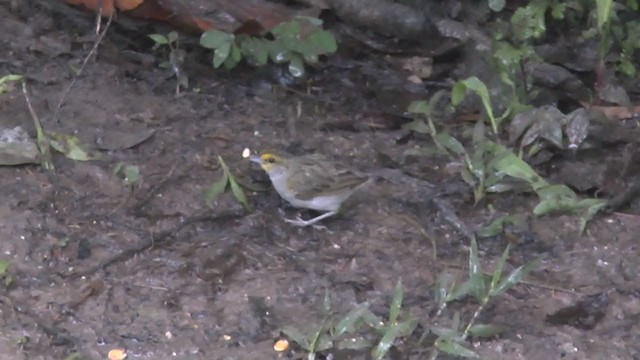 Yellow-browed Sparrow - ML223215481