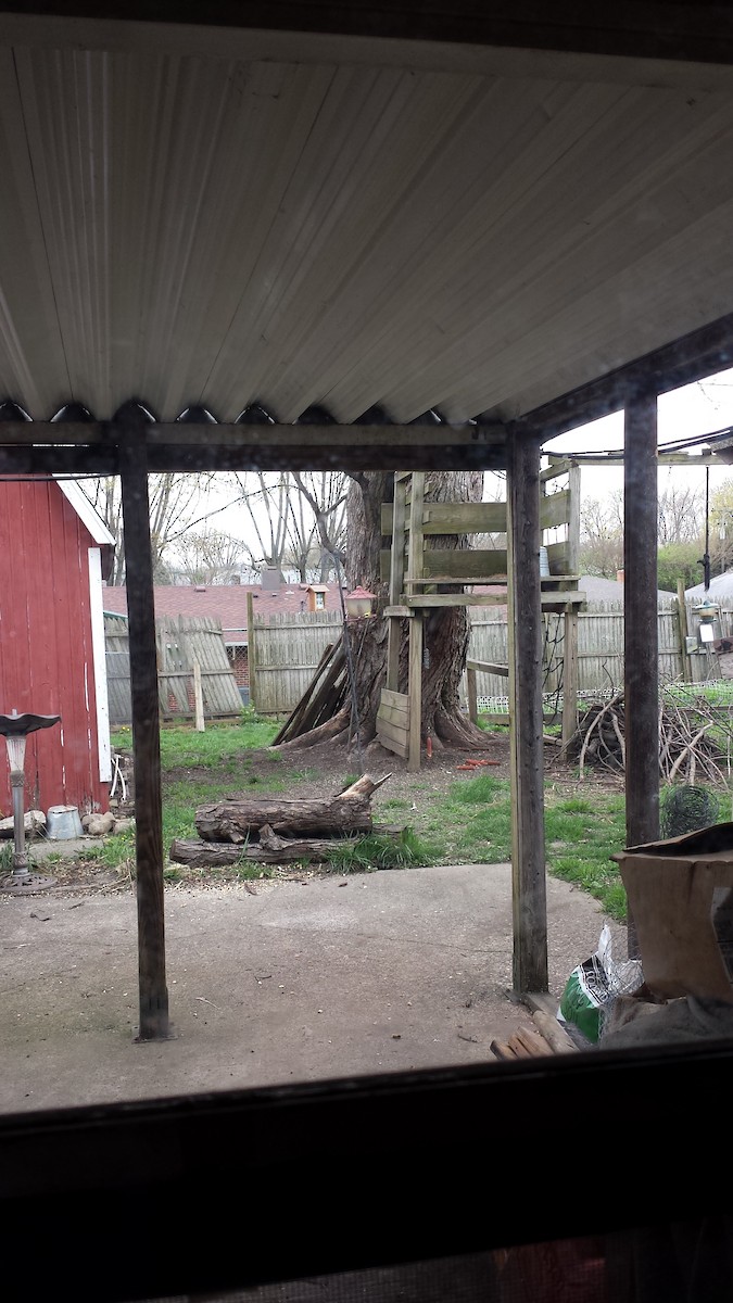 American Goldfinch - ML223215691