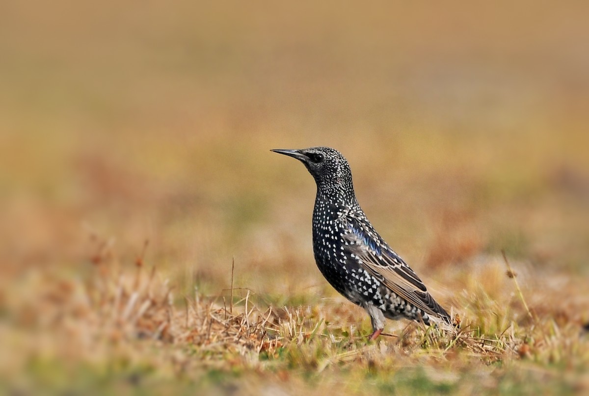 European Starling - Sneha Gupta
