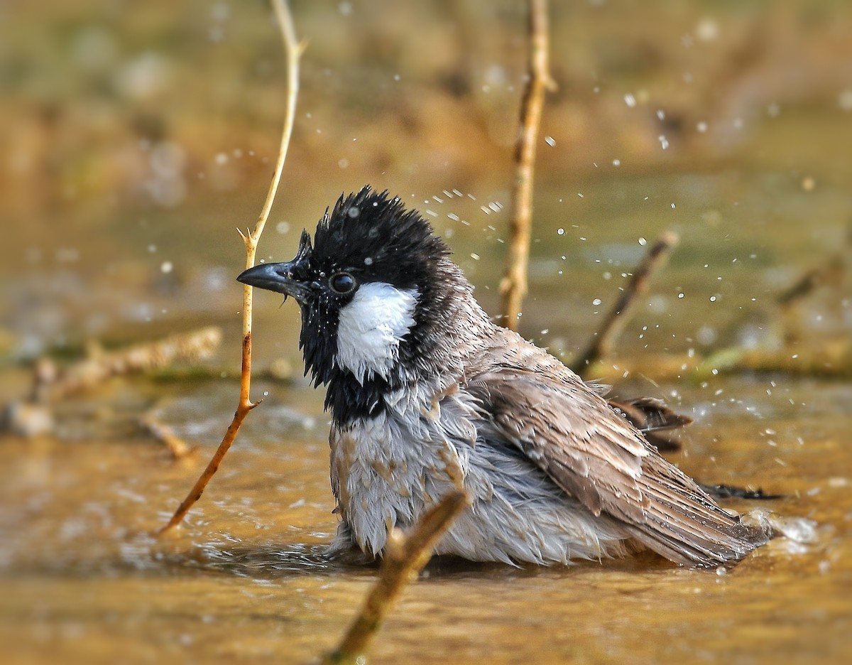 Bulbul à oreillons blancs - ML223215961