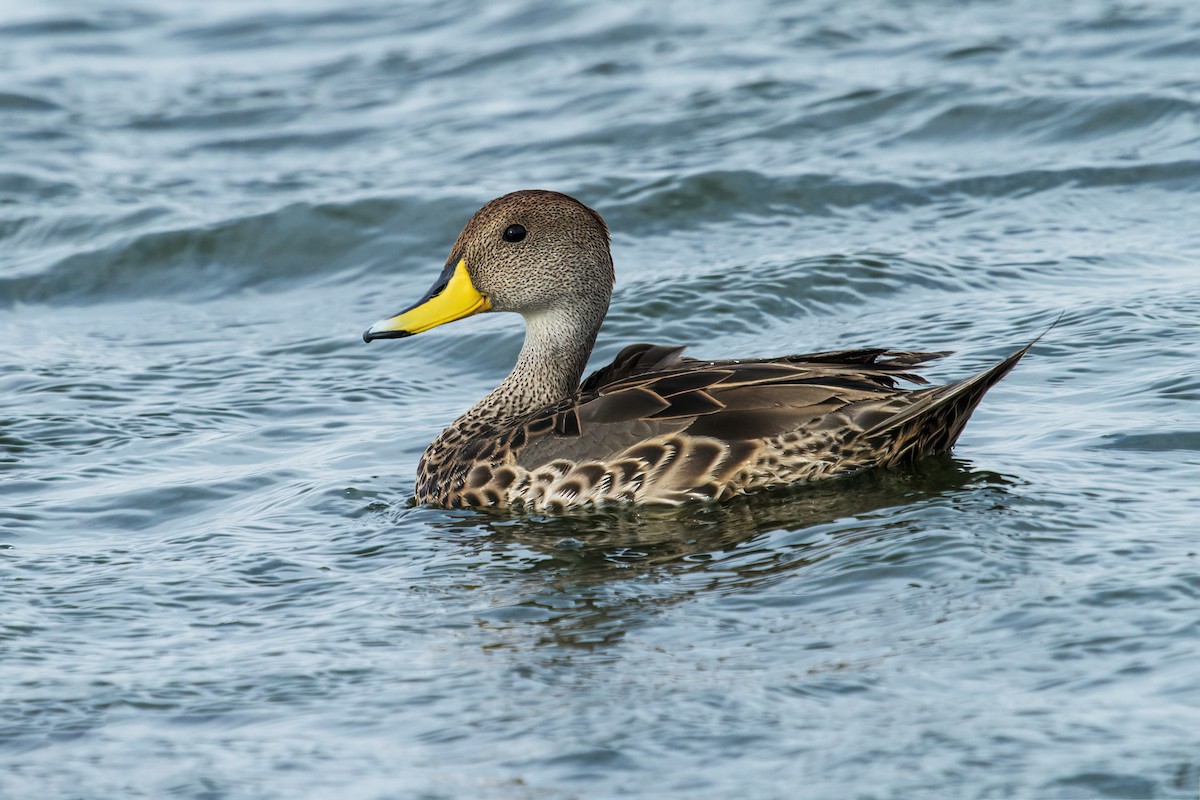 Yellow-billed Pintail - ML223217191