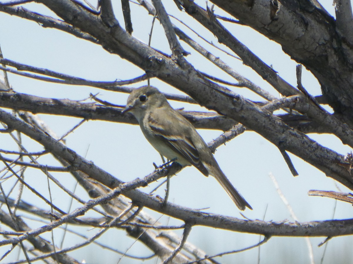 Gray Flycatcher - 🦆 Dan Pittenger 🦆