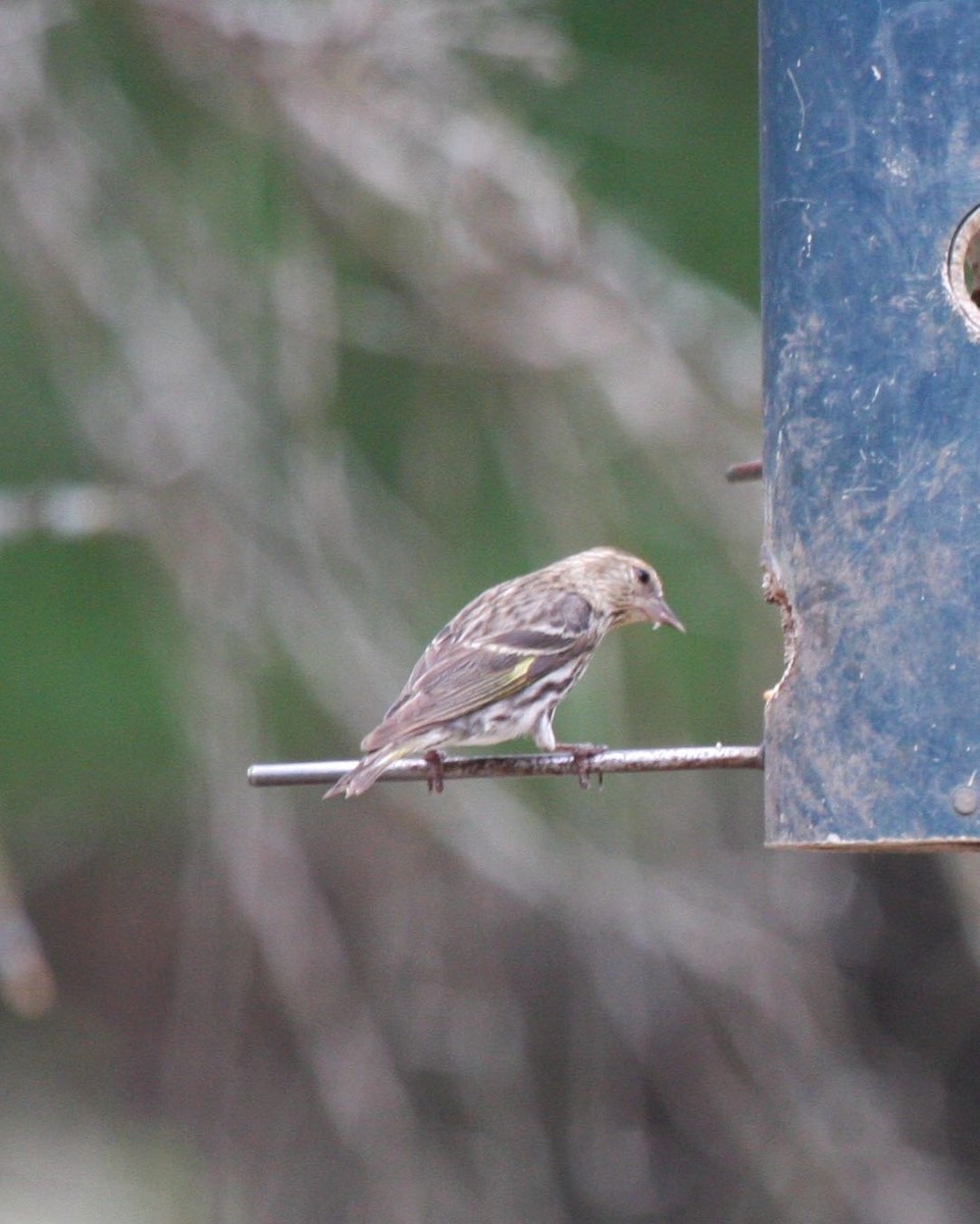 Pine Siskin - ML223219261