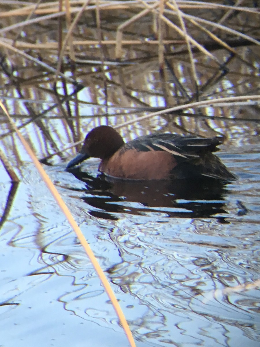 Cinnamon Teal - ML223221081