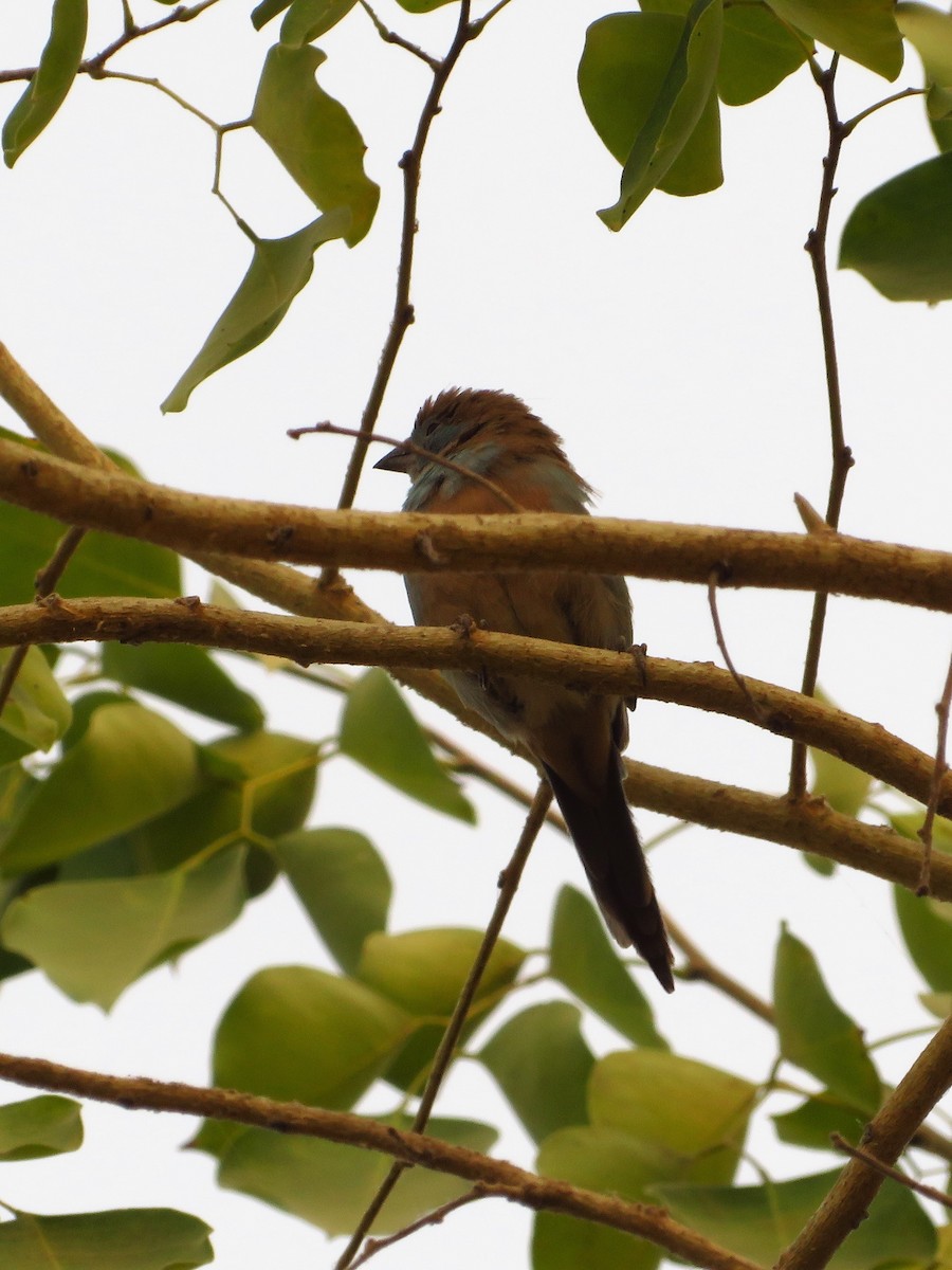 Red-cheeked Cordonbleu - ML223221191