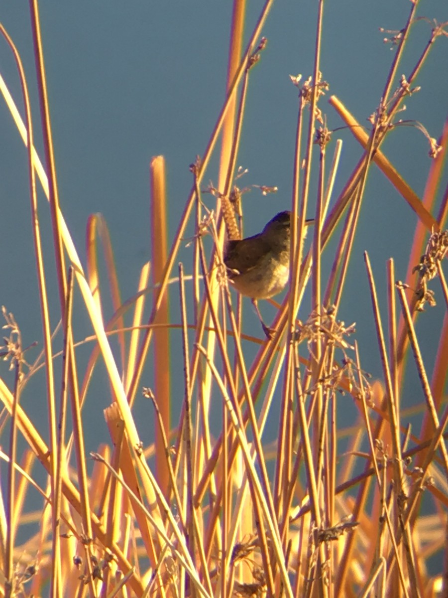 Marsh Wren - ML223221511