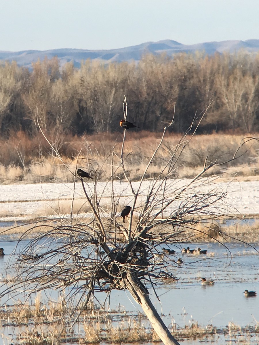 Yellow-headed Blackbird - ML223221701