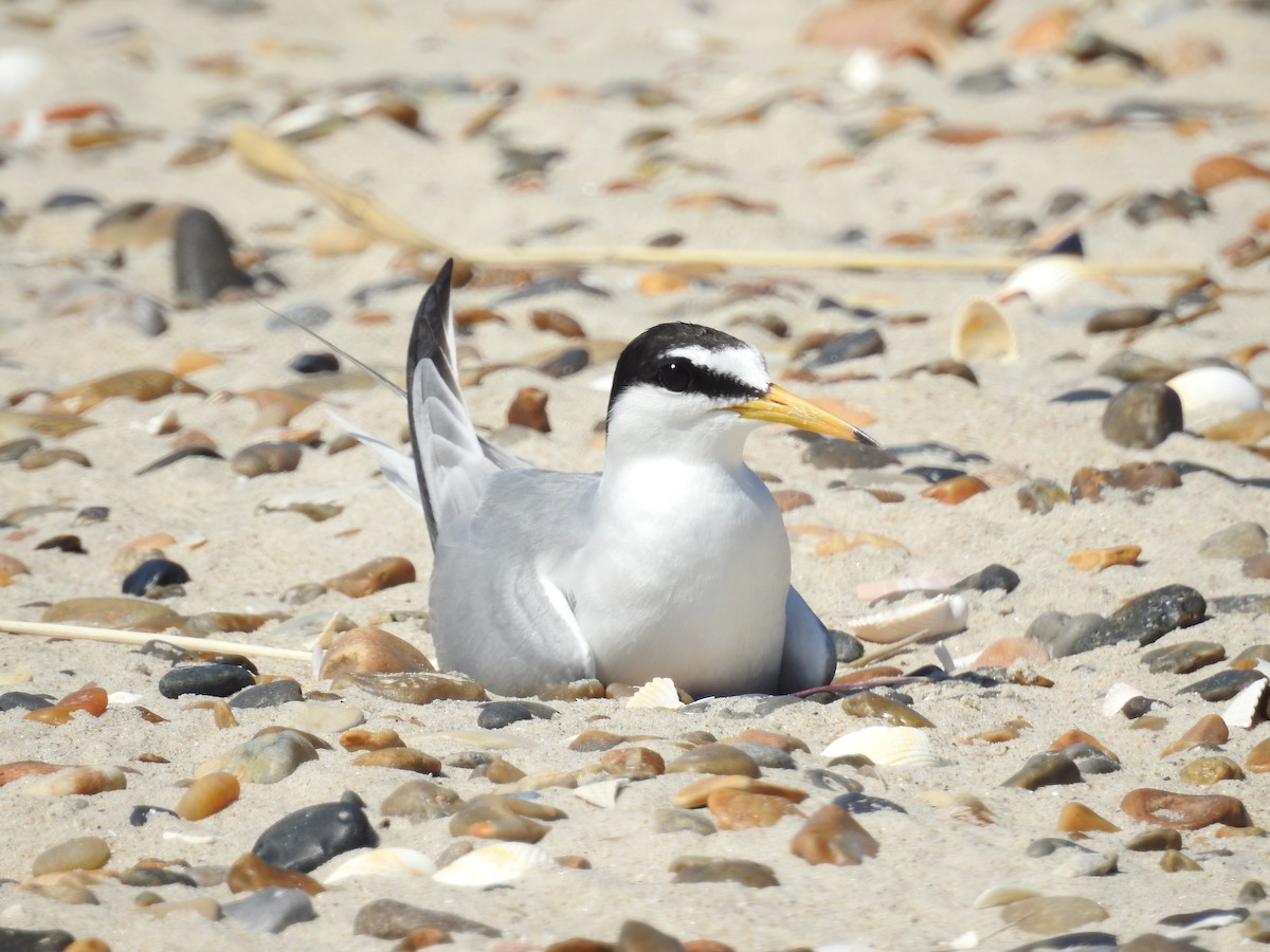 Little Tern - ML223222121