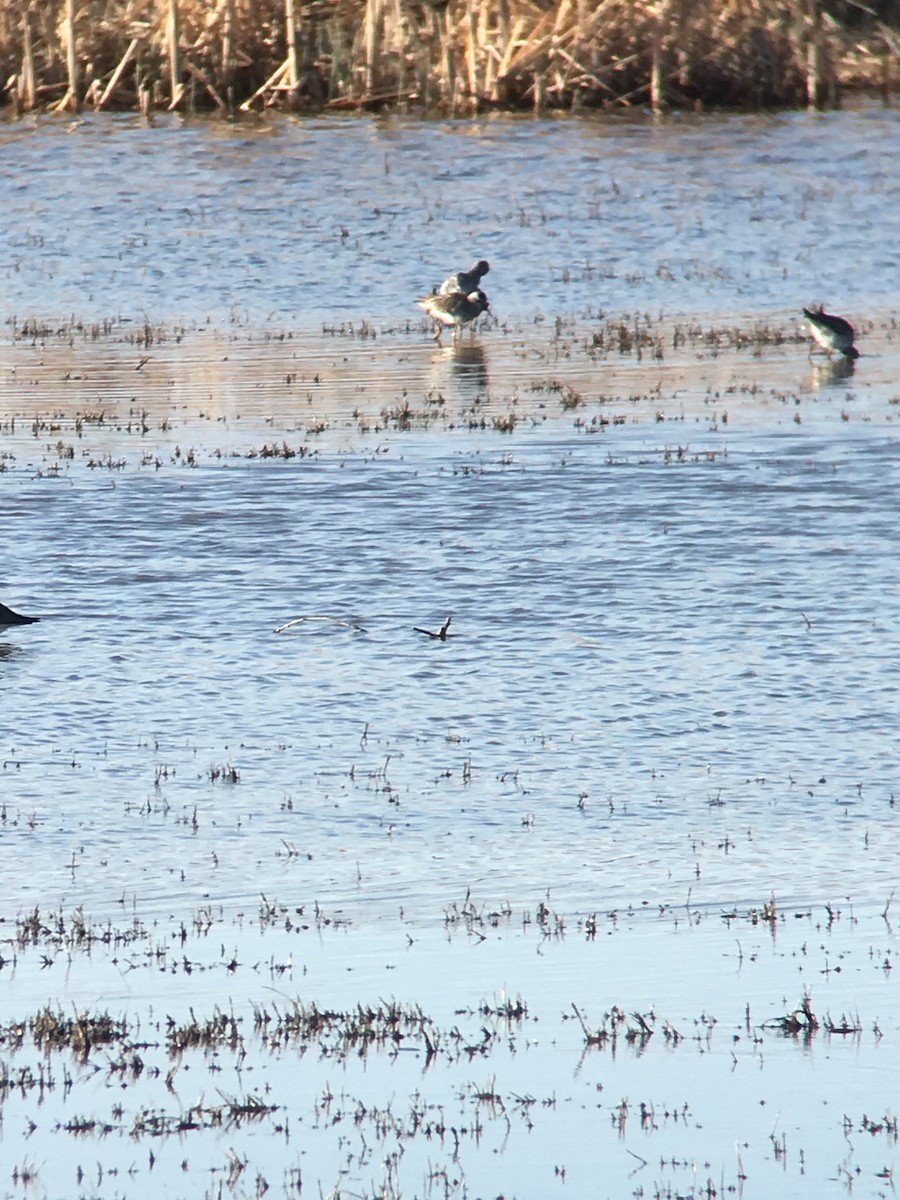 Greater Yellowlegs - ML223222501