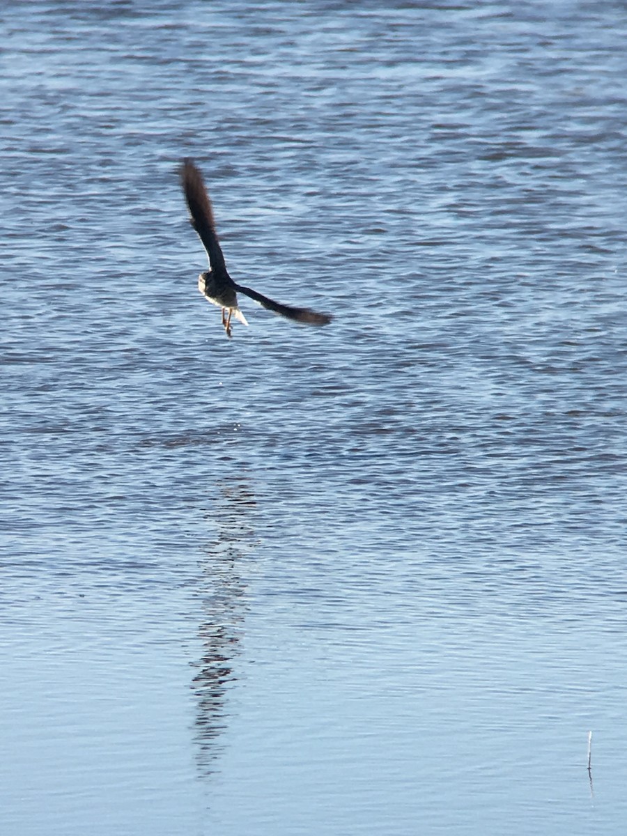 Greater Yellowlegs - ML223222511