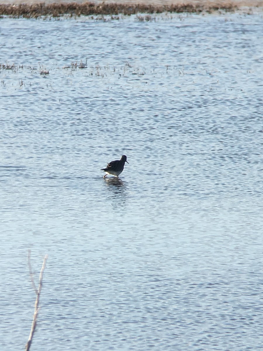 Greater Yellowlegs - ML223222521