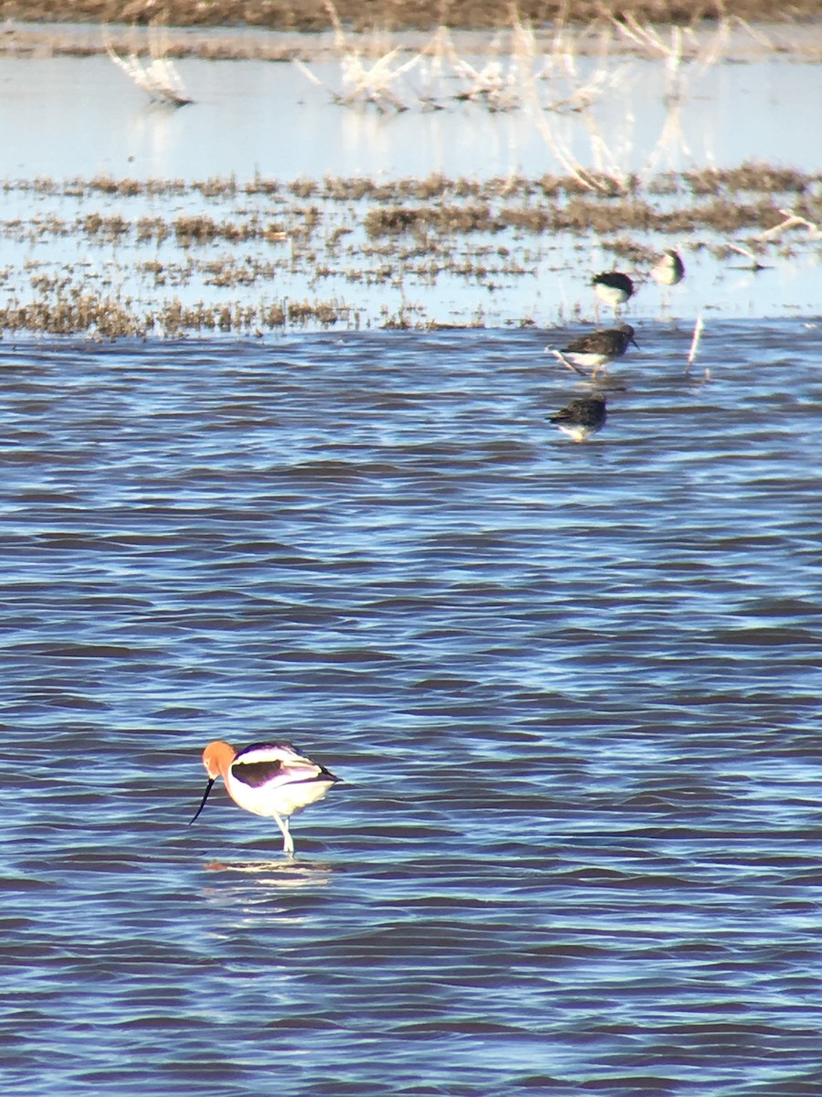 Avoceta Americana - ML223222791