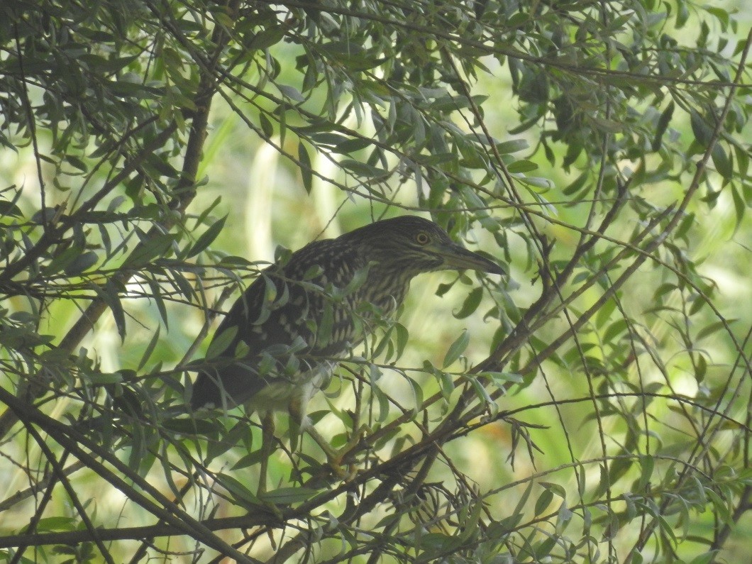 Black-crowned Night Heron - ML223222841