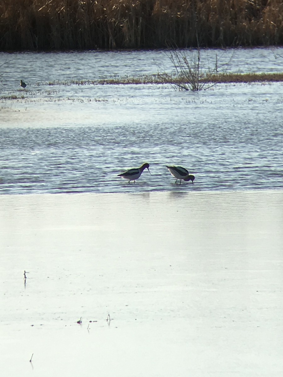 Avoceta Americana - ML223223031