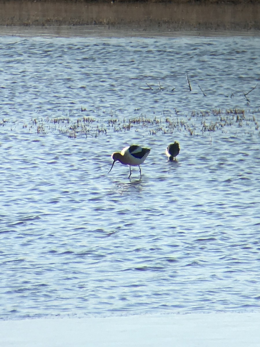 Avoceta Americana - ML223223041