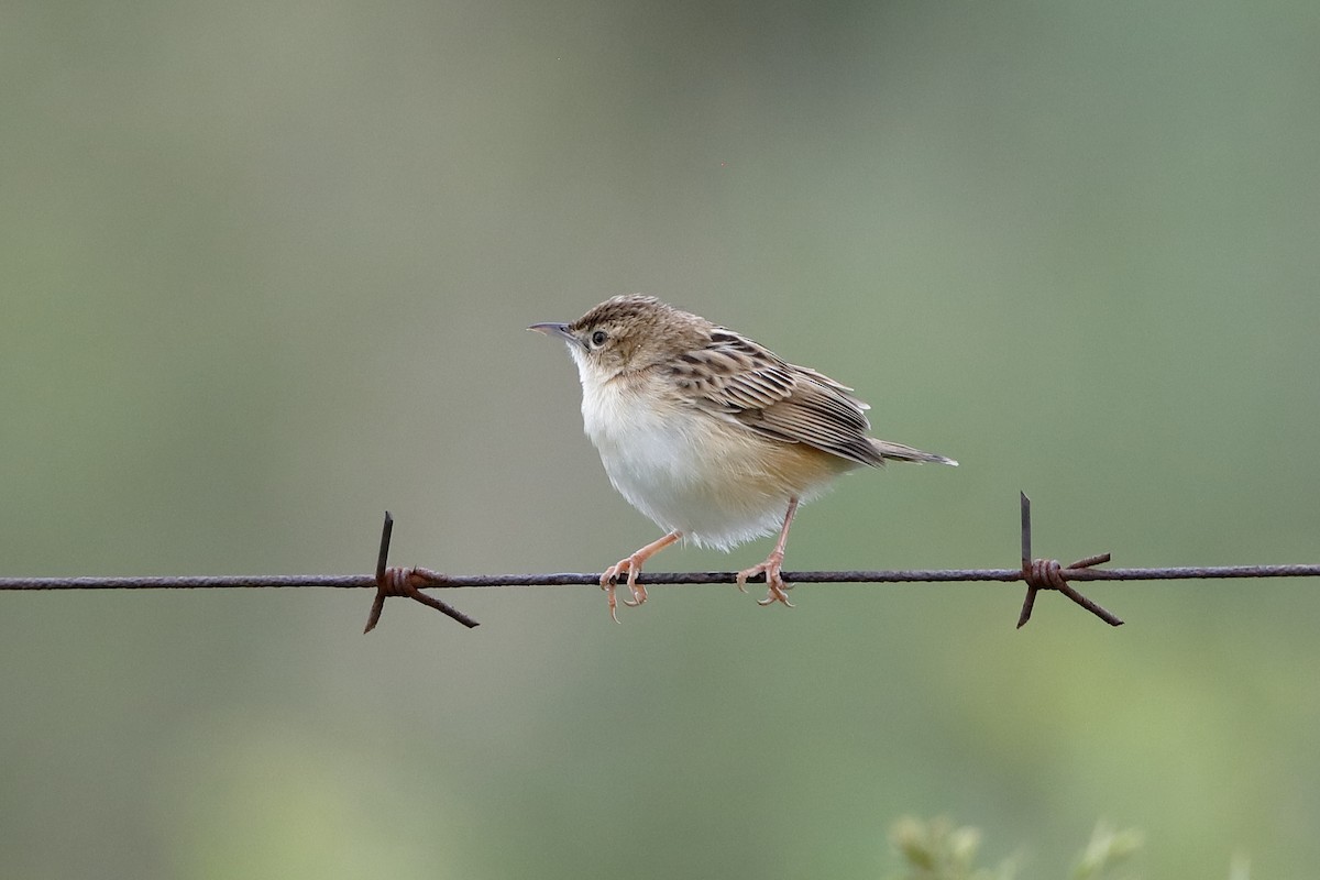 Desert Cisticola - ML223223221