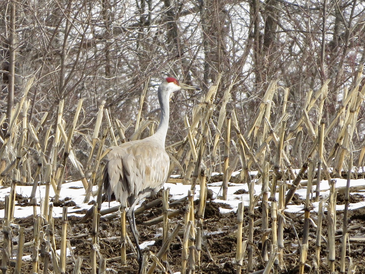 Sandhill Crane - ML223224481