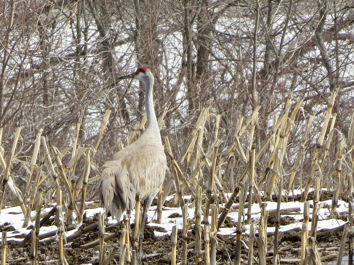 Sandhill Crane - ML223224551