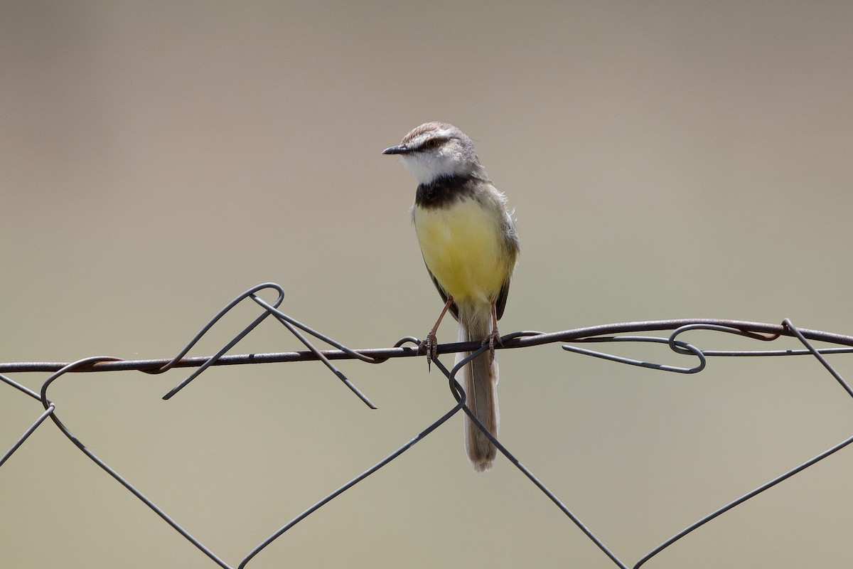 Black-chested Prinia - ML223227361