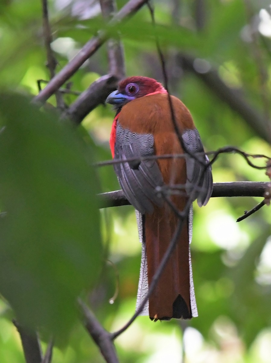 Diard's Trogon - ML223227371