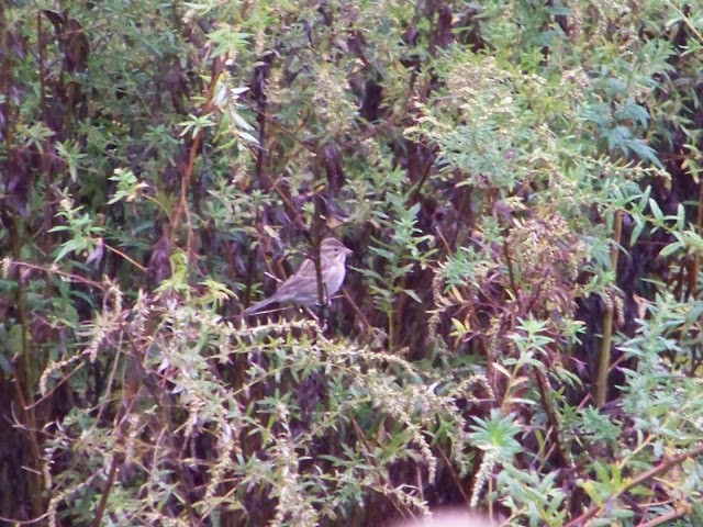 Clay-colored Sparrow - ML22322781