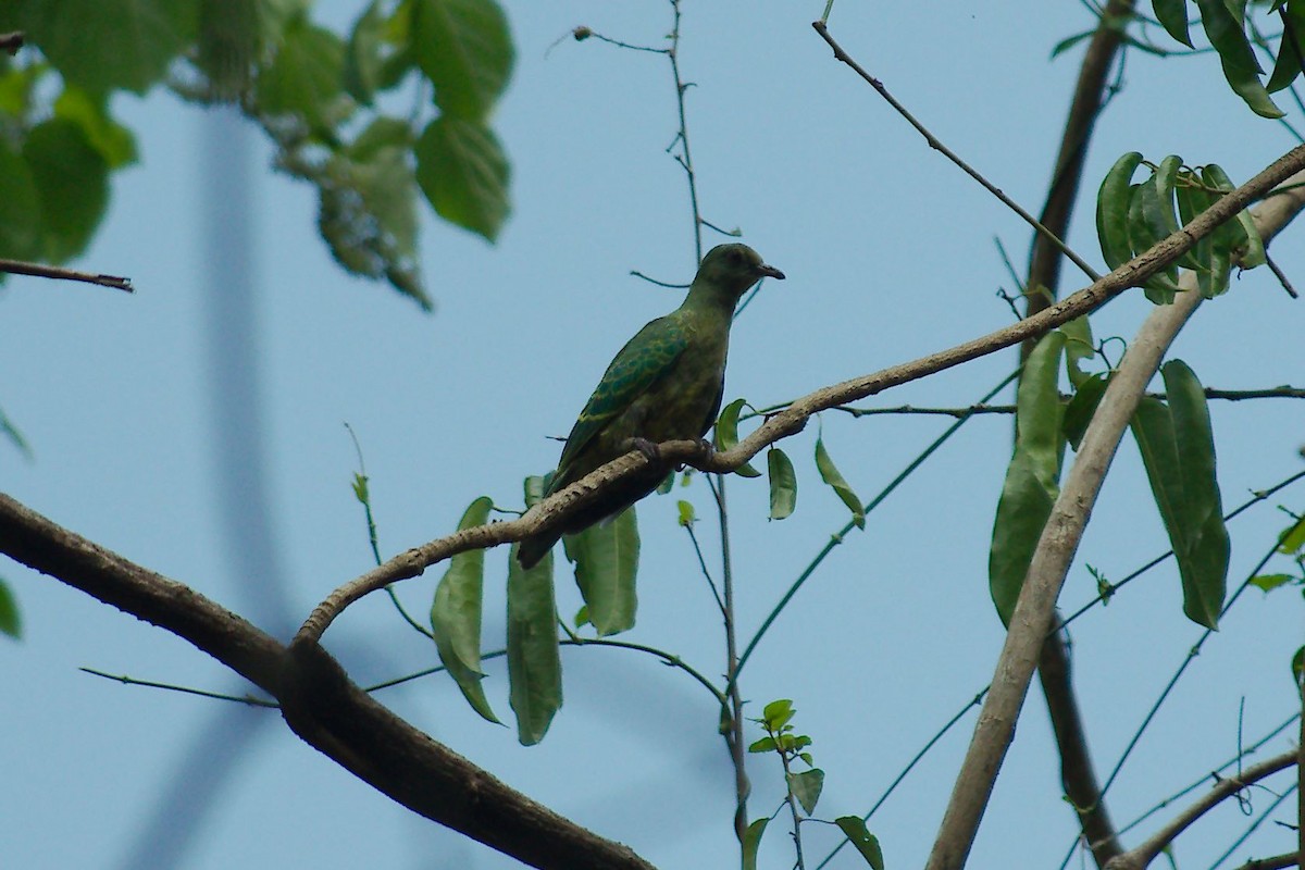 Tanna Fruit-Dove - ML223227851