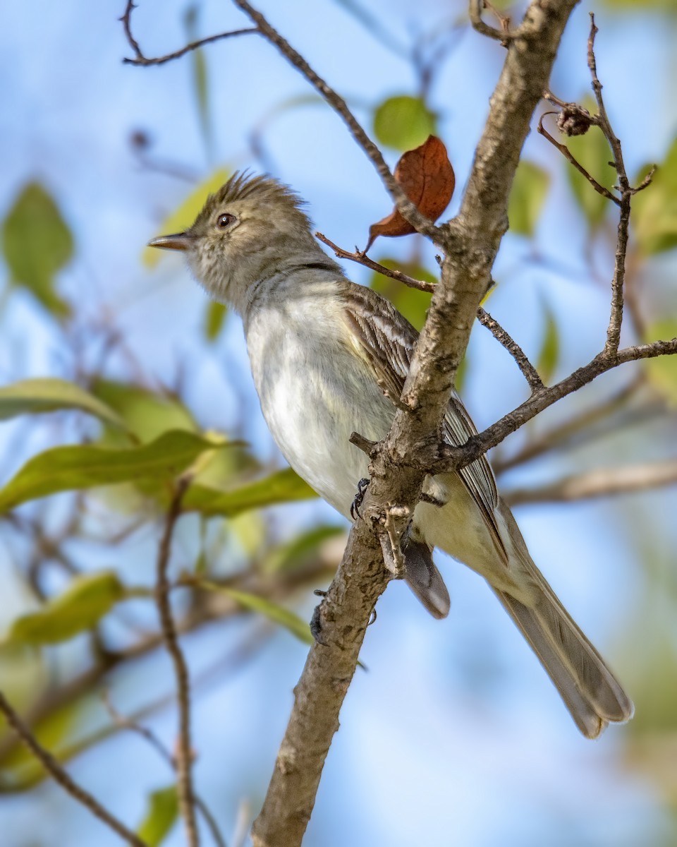 Fiofío Caribeño - ML223229831