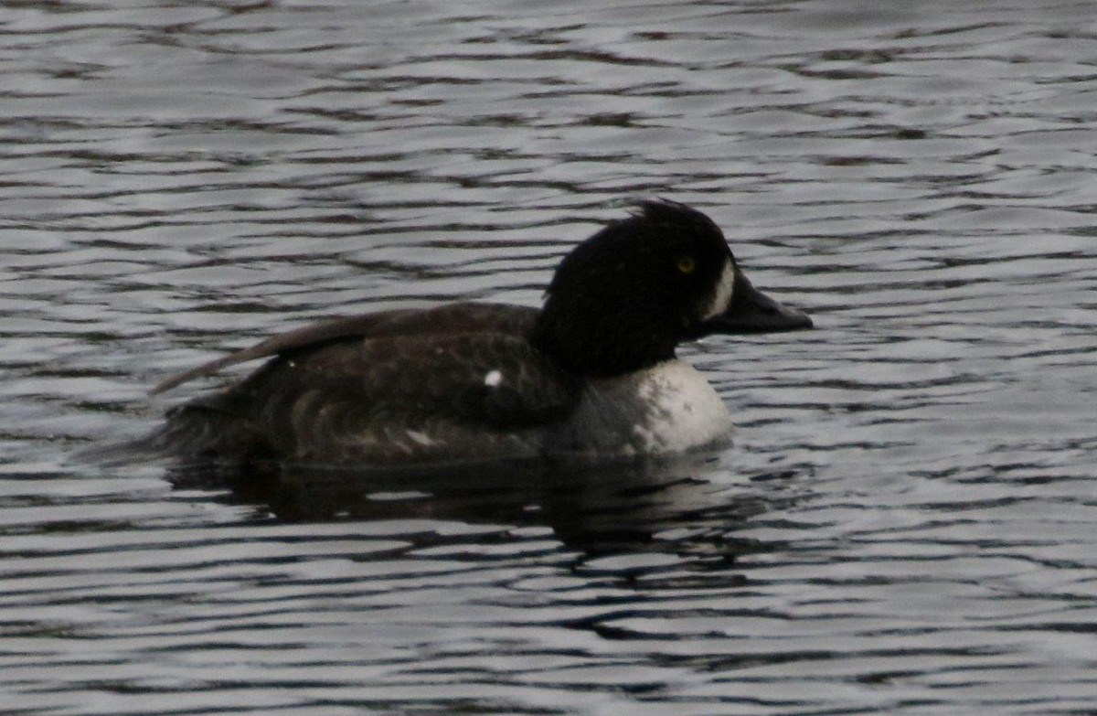 Barrow's Goldeneye - ML223231041