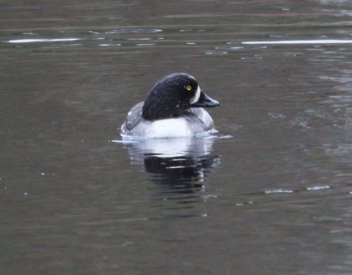 Barrow's Goldeneye - ML223231051