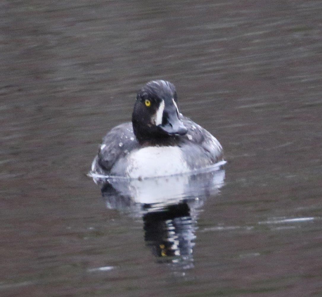 Barrow's Goldeneye - ML223231061