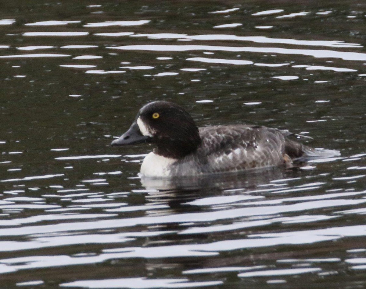 Barrow's Goldeneye - ML223231071