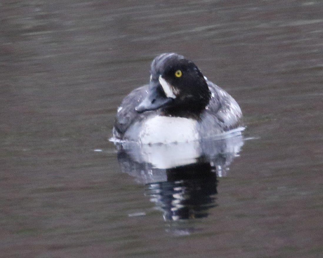 Barrow's Goldeneye - ML223231091