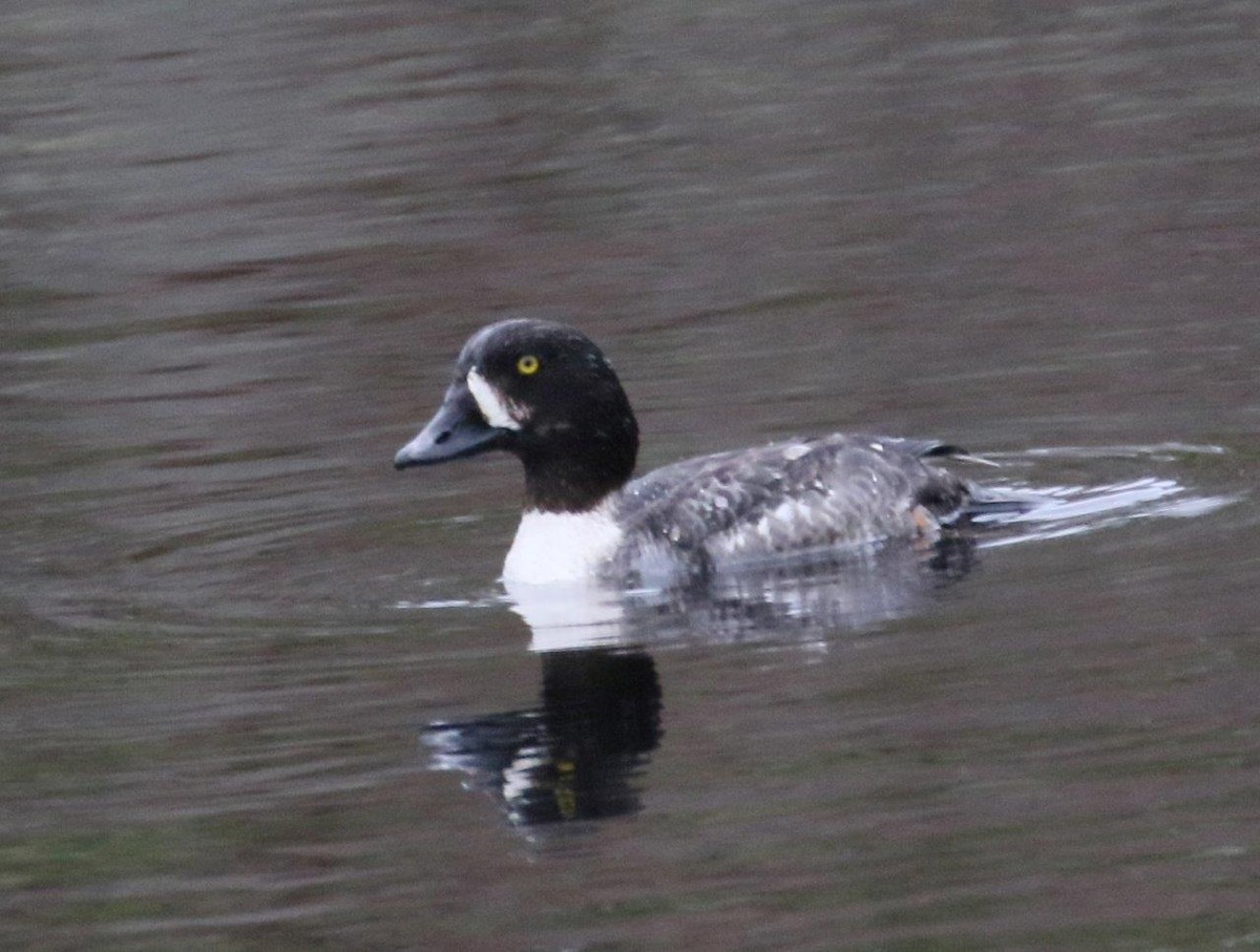 Barrow's Goldeneye - ML223231101