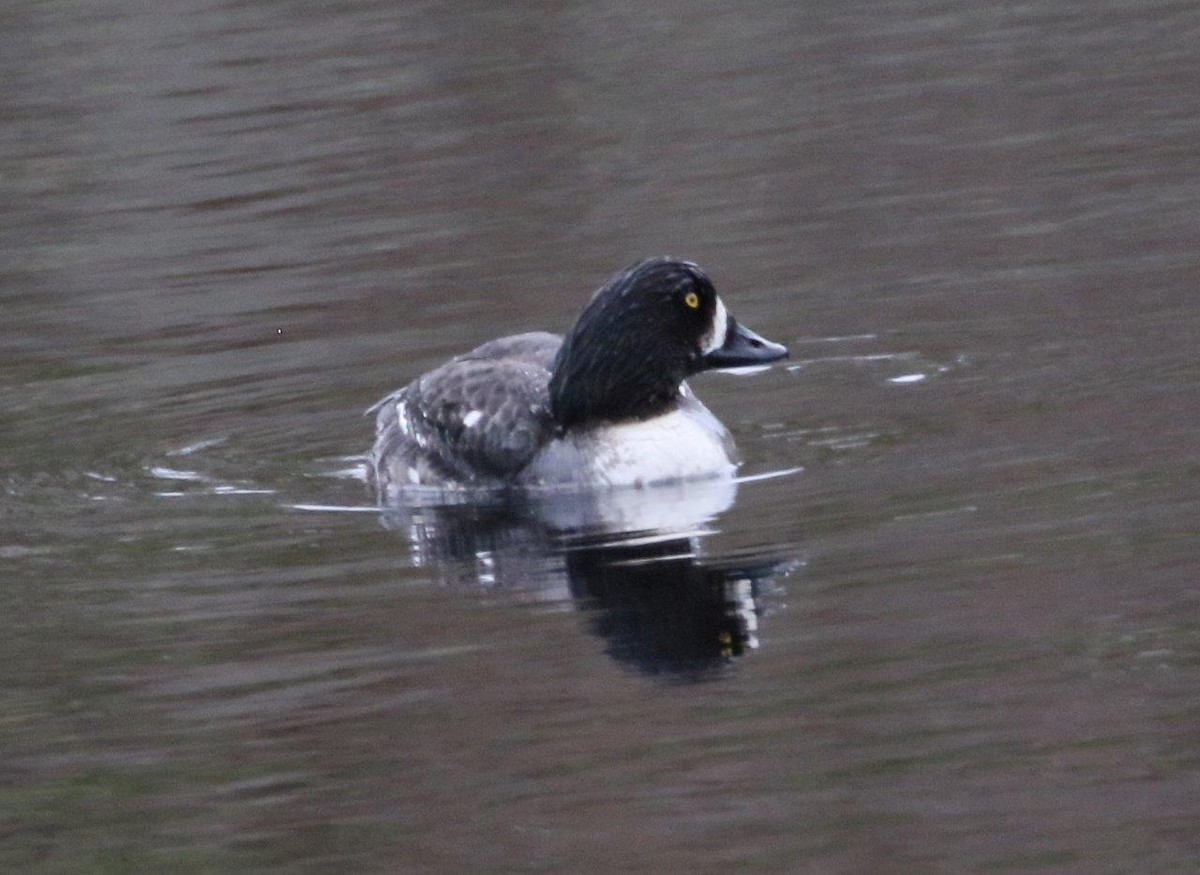 Barrow's Goldeneye - ML223231111