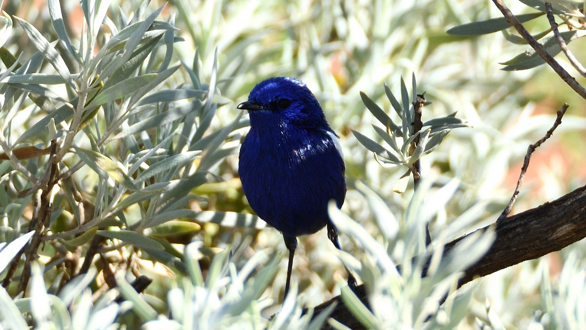 White-winged Fairywren - Elaine Rose