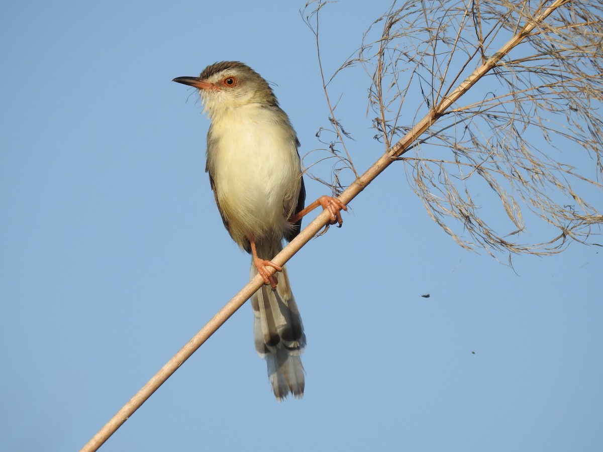 Plain Prinia - ML223232501