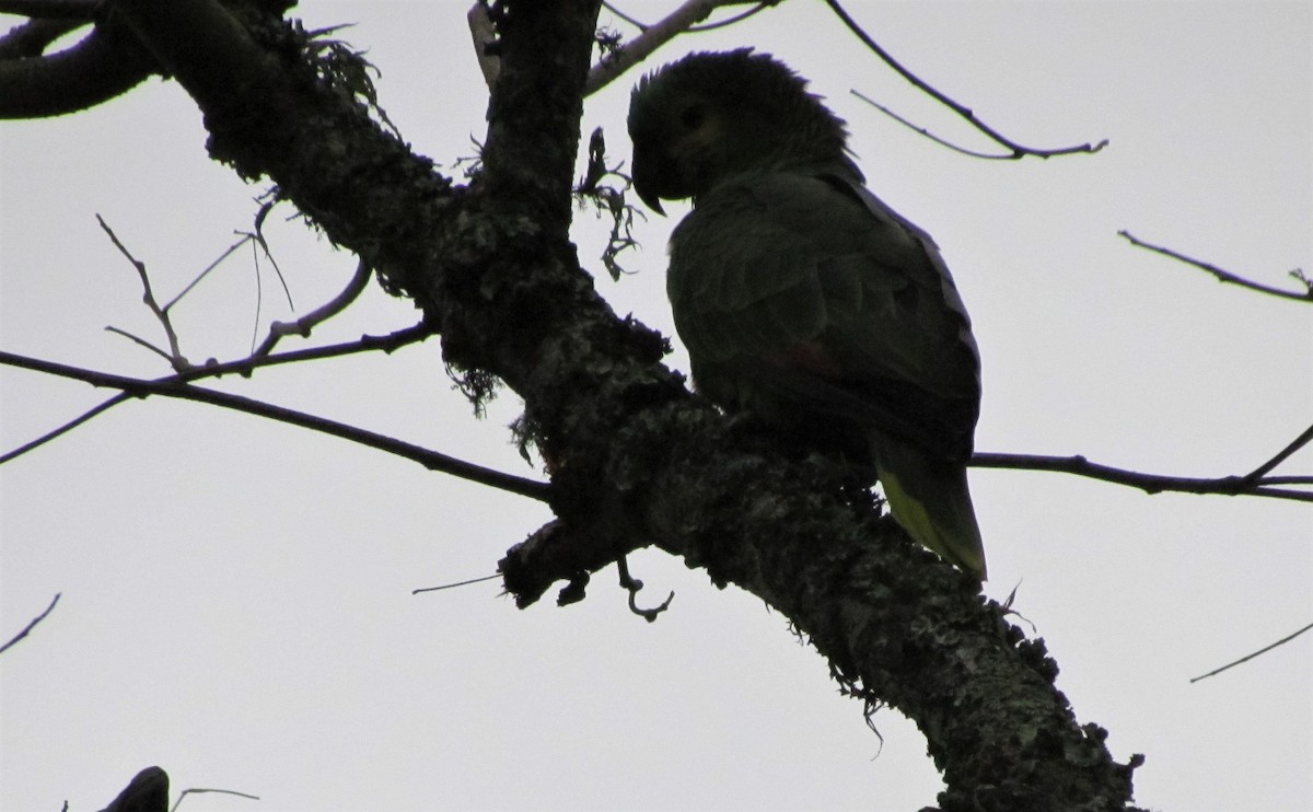 Turquoise-fronted Parrot - ML223233101