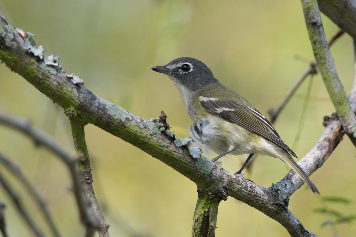 Blue-headed Vireo - ML22323461