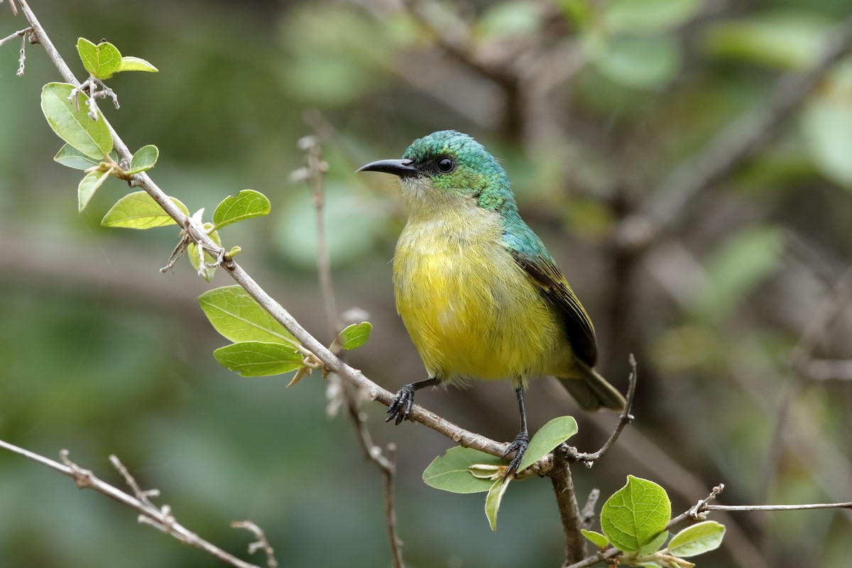 Collared Sunbird - ML223236961