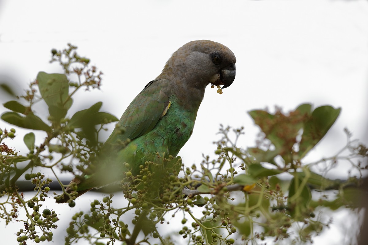 Brown-headed Parrot - Holger Teichmann