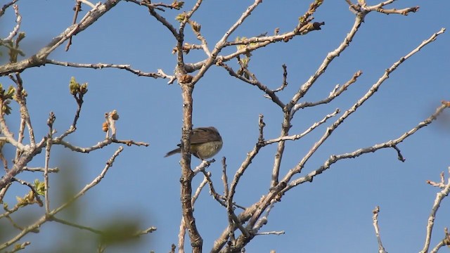 Gelbsteiß-Waldsänger - ML223238571