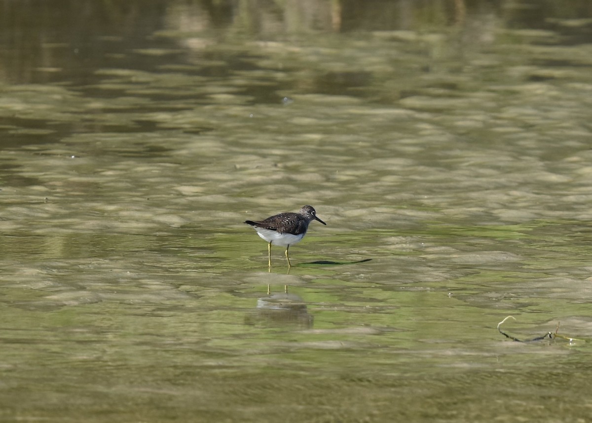 Solitary Sandpiper - ML223239051