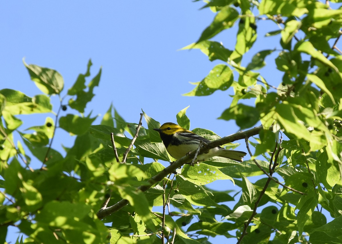 Black-throated Green Warbler - ML223239121