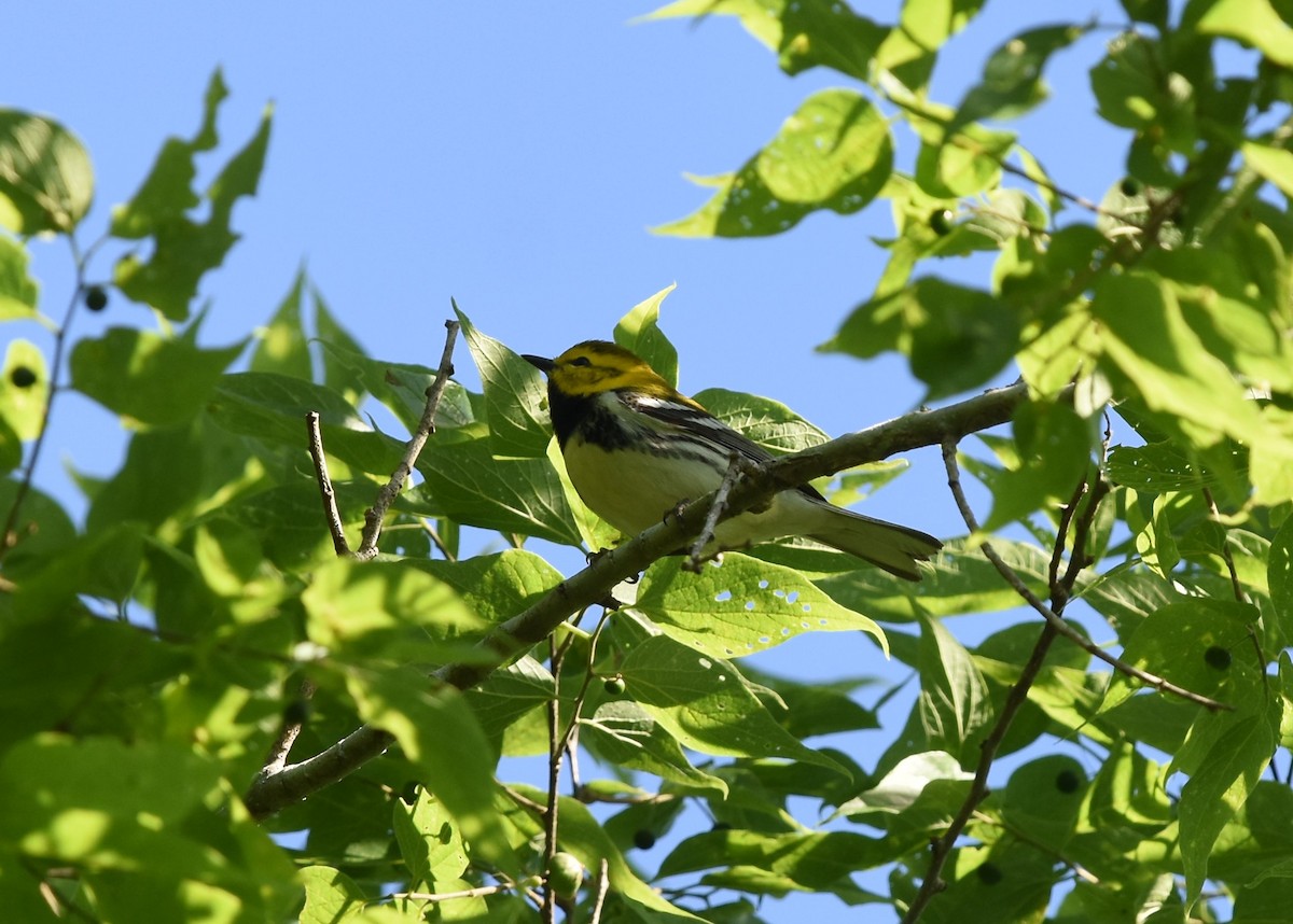 Grünmantel-Waldsänger - ML223239161